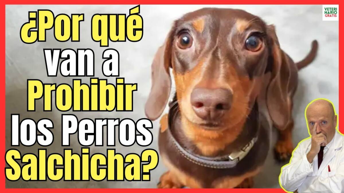 ¿PORQUE SE VAN A PROHIBIR LOS PERROS SALCHICHA EN ALEMANIA?