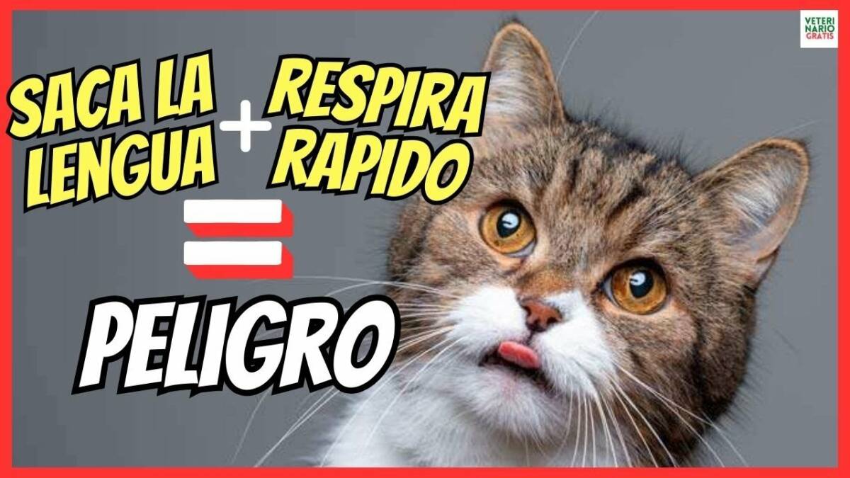 ¿Porque mi gato saca la lengua y respira rápido? Jadea