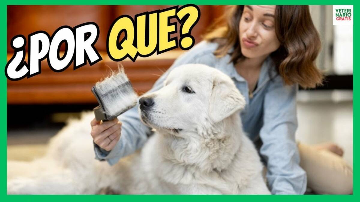 ¿PORQUE A MI PERRO SE LE CAE MUCHO EL PELO?