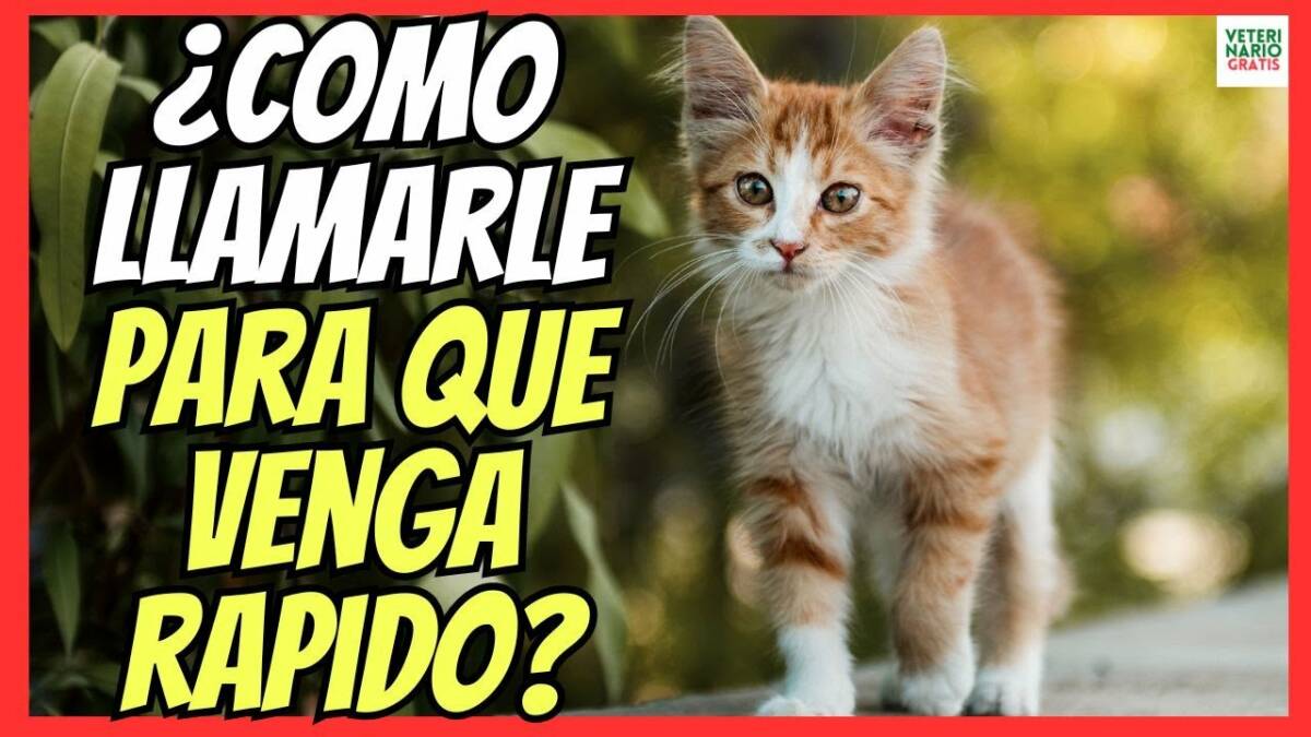 ¿COMO LLAMAR A UN GATO PARA QUE VENGA RÁPIDO?