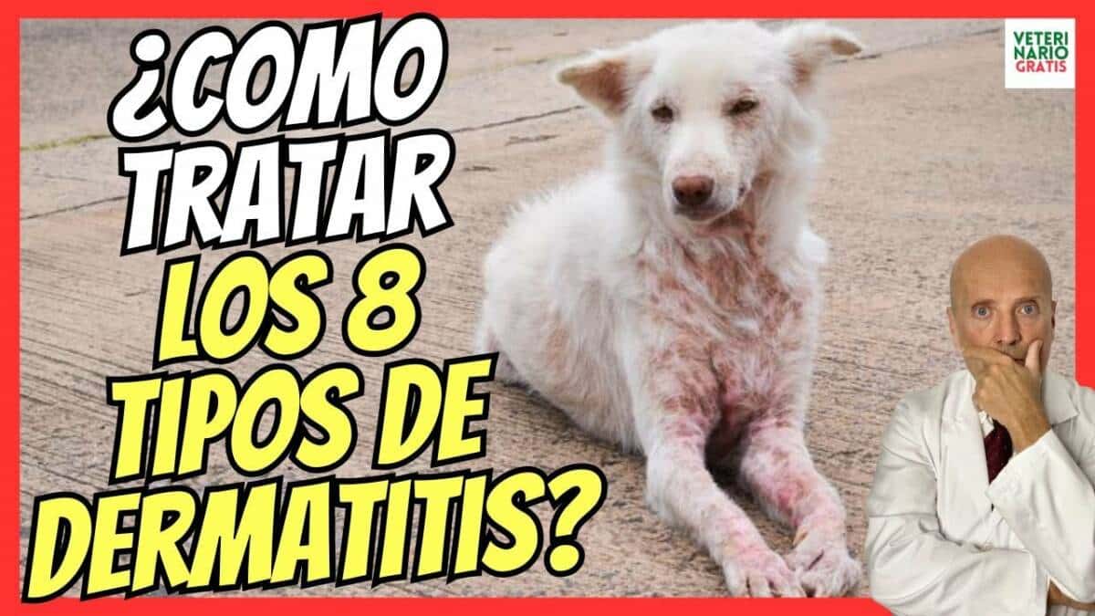 ¿CÓMO TRATAR TODOS LOS TIPOS DE DERMATITIS EN PERROS?