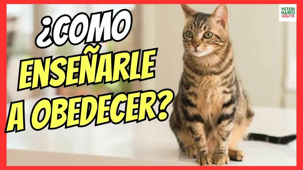 ¿COMO ENSEÑAR A UN GATO A OBEDECER?