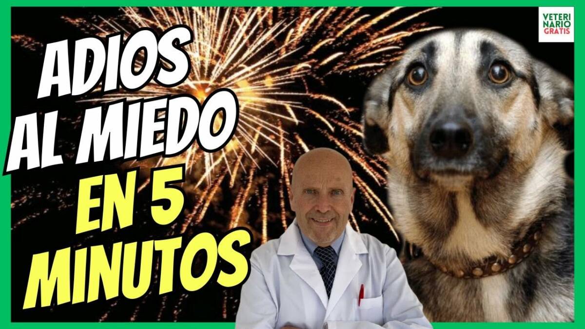 ¿COMO QUITAR LA INSEGURIDAD, ANSIEDAD Y EL MIEDO A UN PERRO EN 5 MINUTOS CON SILEO?