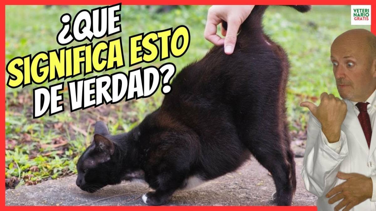 ¿PORQUE CUANDO ACARICIO A MI GATO LEVANTA LA COLA? ¿QUE SIGNIFICA ESTE MOVIMIENTO ?