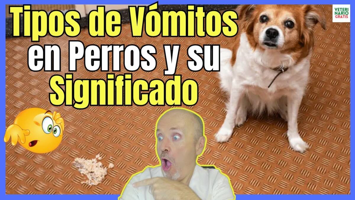 TIPOS DE VÓMITOS EN PERROS Y SU SIGNIFICADO