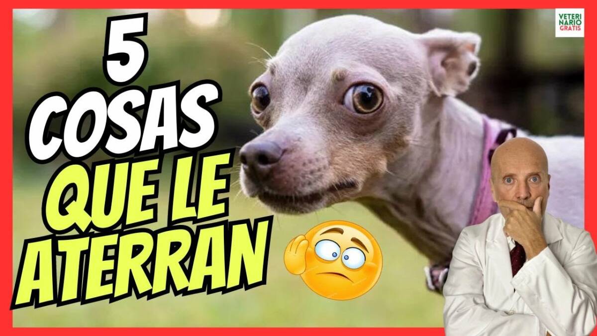 LOS 5 MIEDOS Y FOBIAS MÁS COMUNES EN LOS PERROS