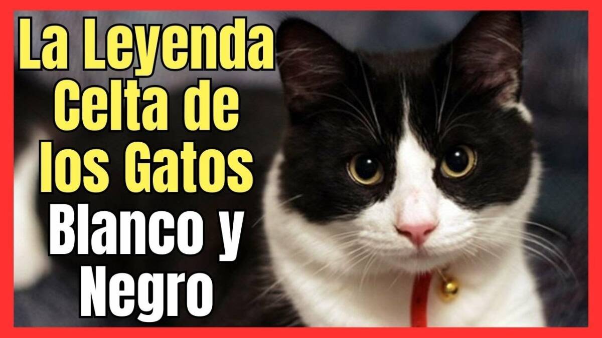 LA LEYENDA CELTA DE LOS GATOS BLANCO Y NEGRO