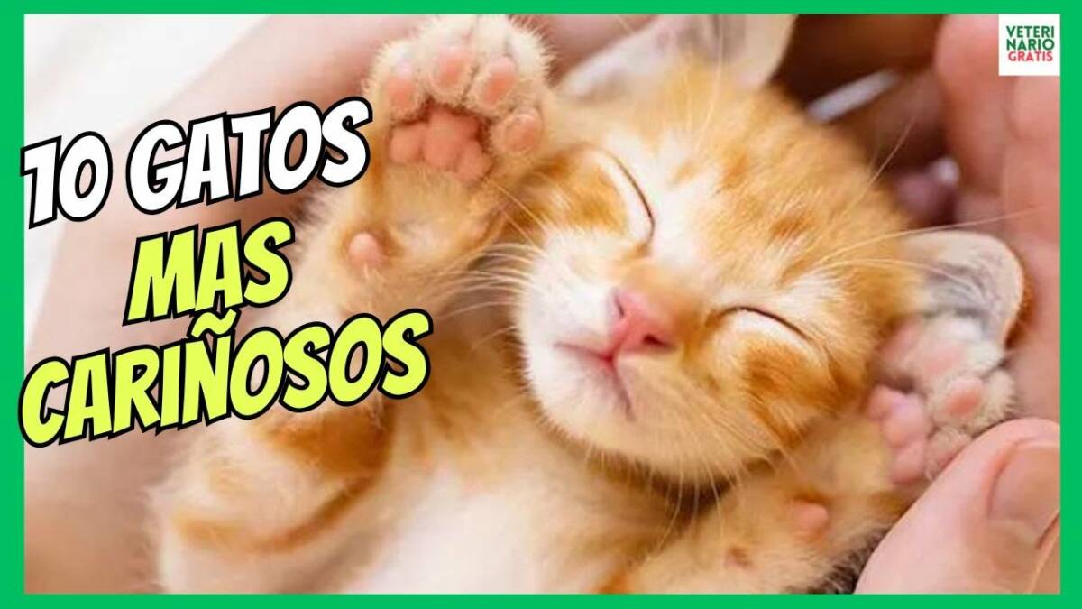 10 RAZAS DE GATOS MÁS CARIÑOSOS, LINDOS Y TIERNOS