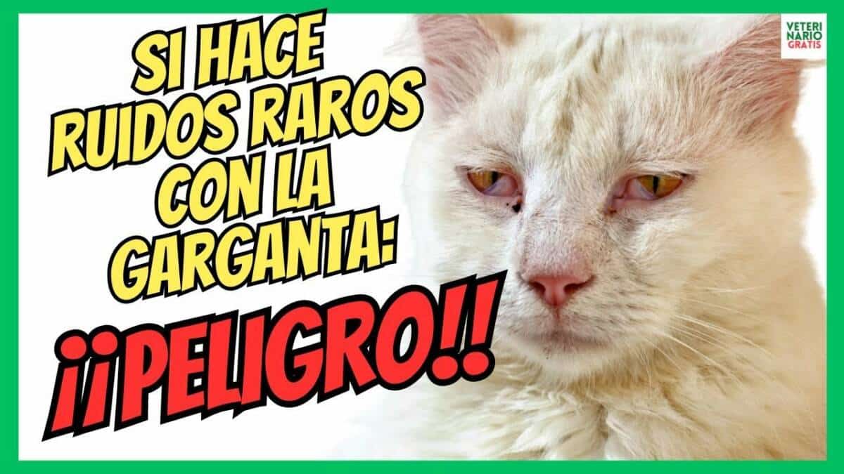 ¿PORQUE MI GATO HACE RUIDOS RAROS CON LA GARGANTA AL RESPIRAR?