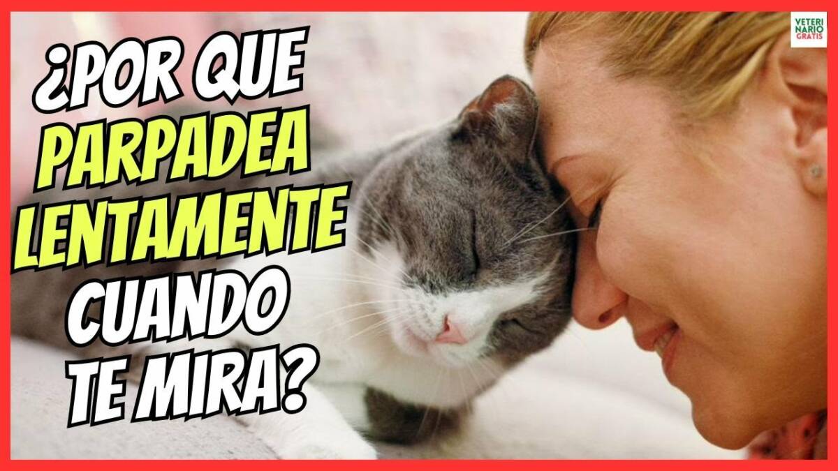 ¿Porque los gatos parpadean lentamente cuando miran a sus dueños?