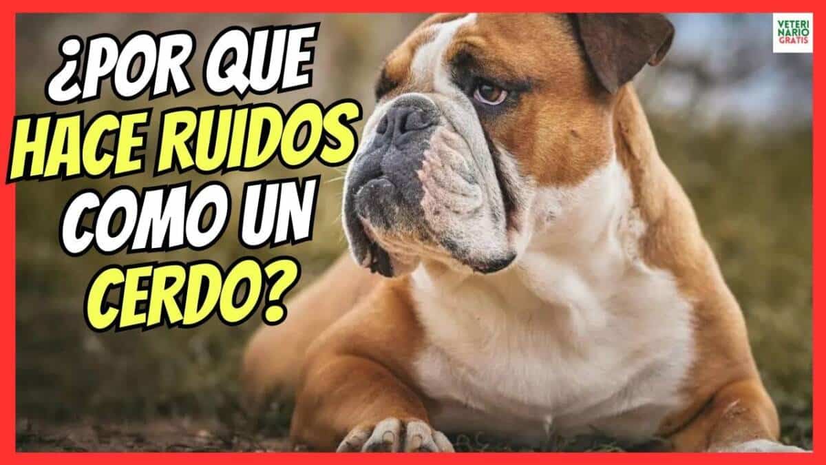 ¿PORQUE MI PERRO HACE RUIDOS COMO UN CERDO? SON RAROS COMO SI SE AHOGARA