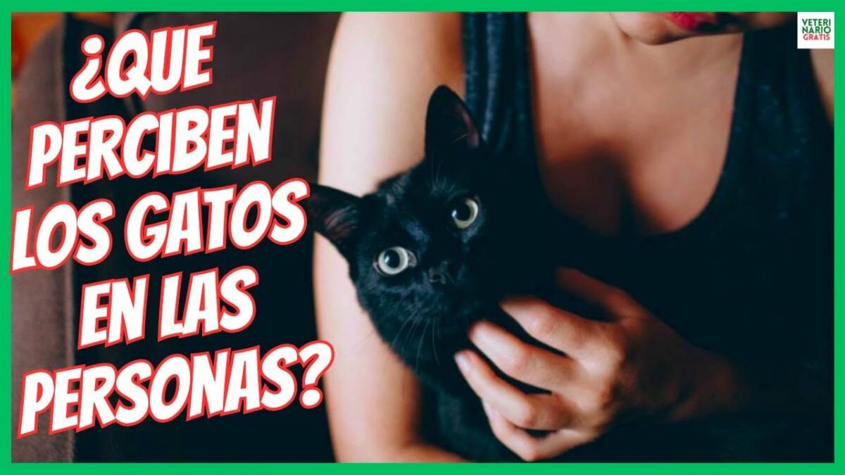 ¿QUE PERCIBEN LOS GATOS EN LAS PERSONAS?