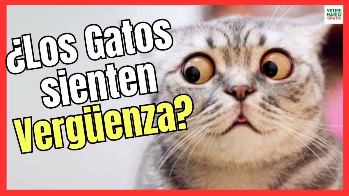 ¿LOS GATOS SIENTEN VERGENZA?