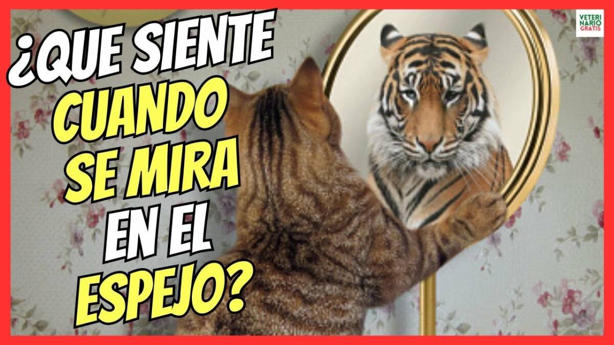 ¿LOS GATOS SE RECONOCEN EN EL ESPEJO? ¿COMO SE VEN?