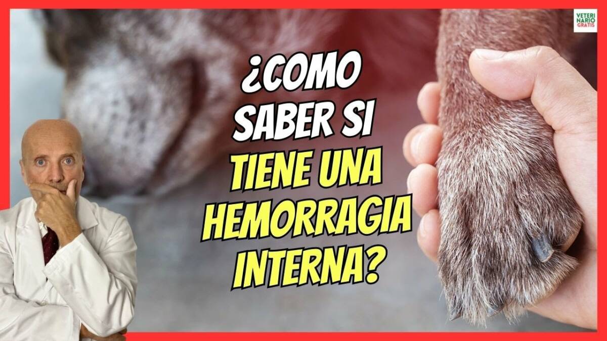 HEMORRAGIA INTERNA EN PERROS SÍNTOMAS Y TRATAMIENTO