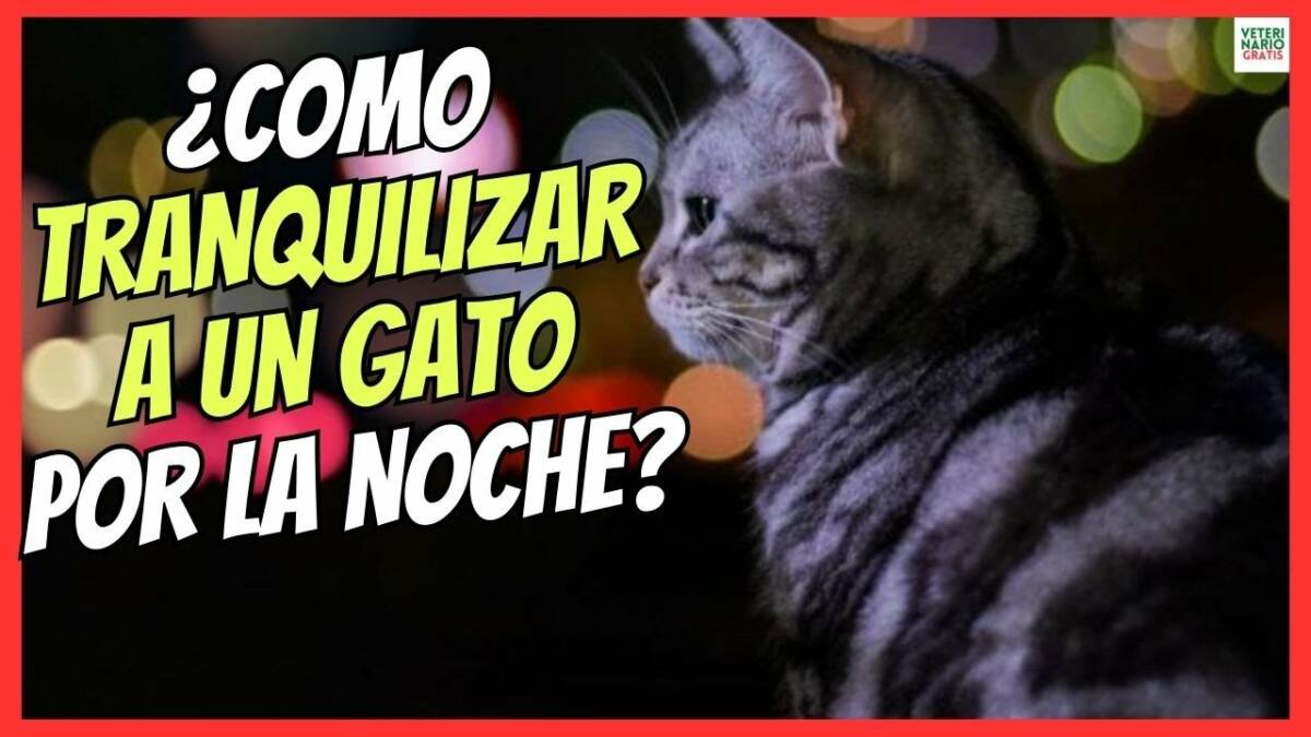 ¿CÓMO TRANQUILIZAR A UN GATO POR LA NOCHE?