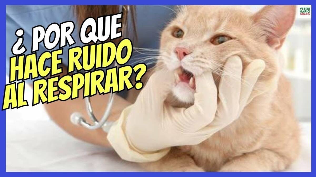 ¿Por qué mi gato hace ruido al respirar?