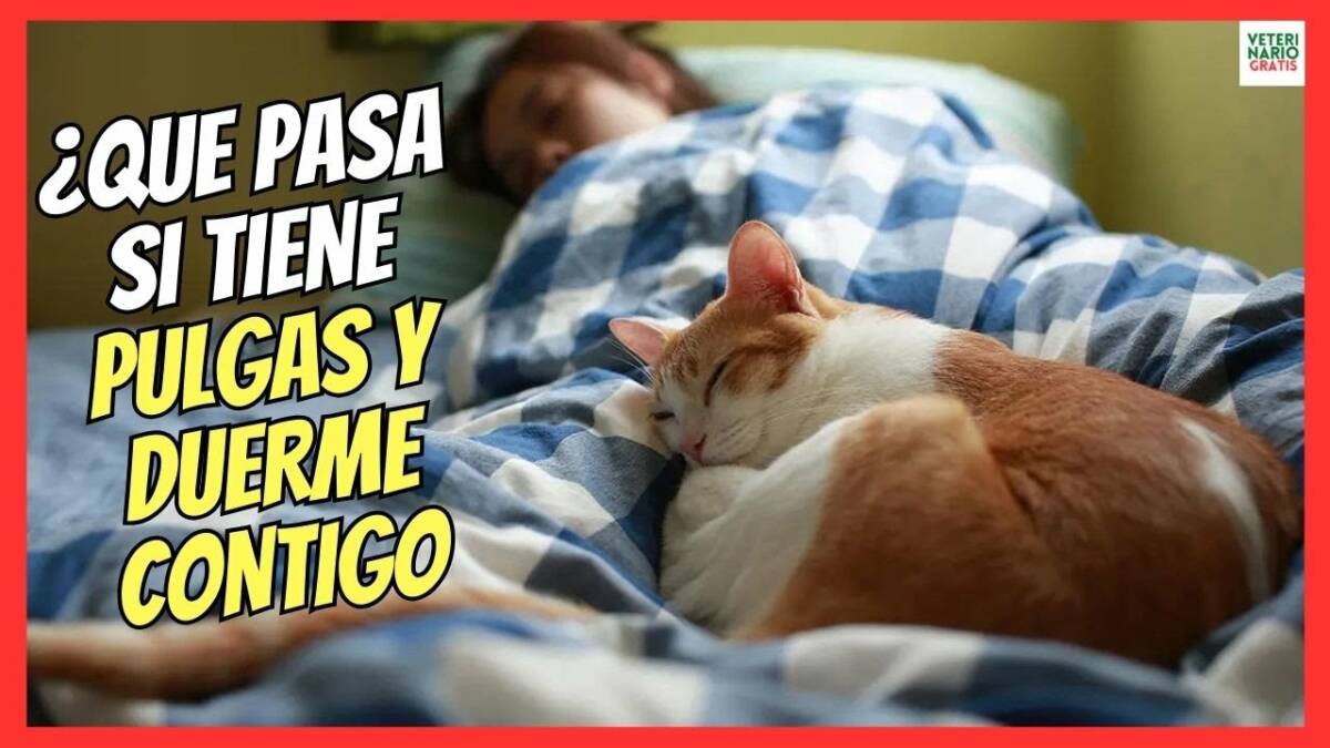 MI GATO TIENE PULGAS Y DUERME CONMIGO ¿ME LAS PUEDE PEGAR?