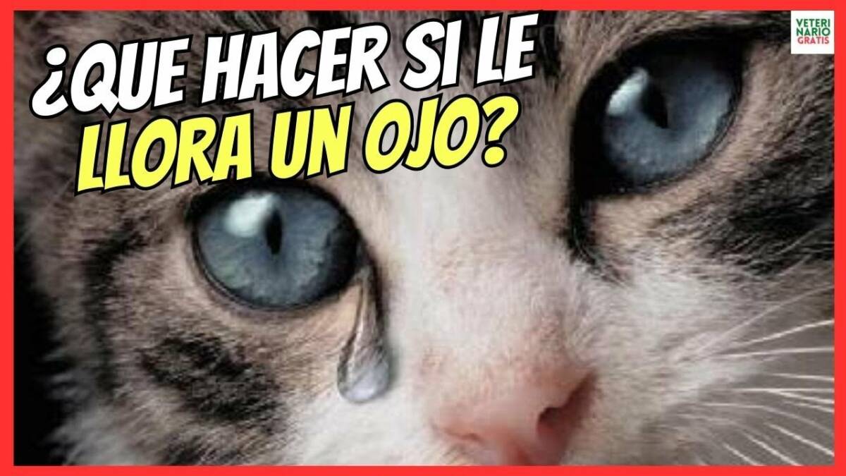 ¿QUÉ HACER SI A MI GATO LE LLORA UN OJO?¿PORQUE TIENE MI GATO LOS OJOS LLOROSOS?