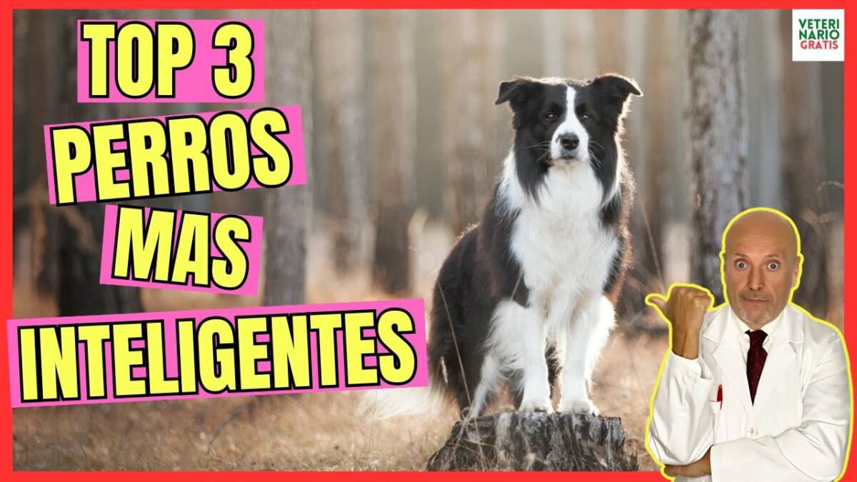 TOP 3 RAZAS DE PERROS MÁS INTELIGENTES