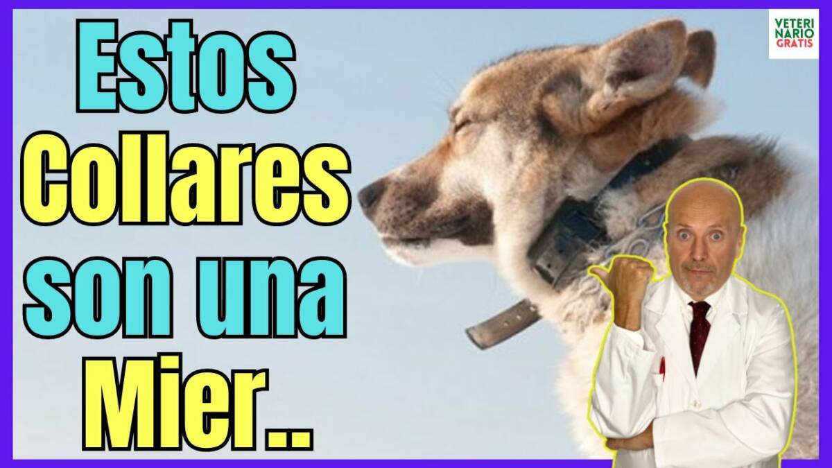 ¡NUNCA COMPRES! COLLARES ANTILADRIDOS PARA PERROS ¿PORQUE NO USARLOS?