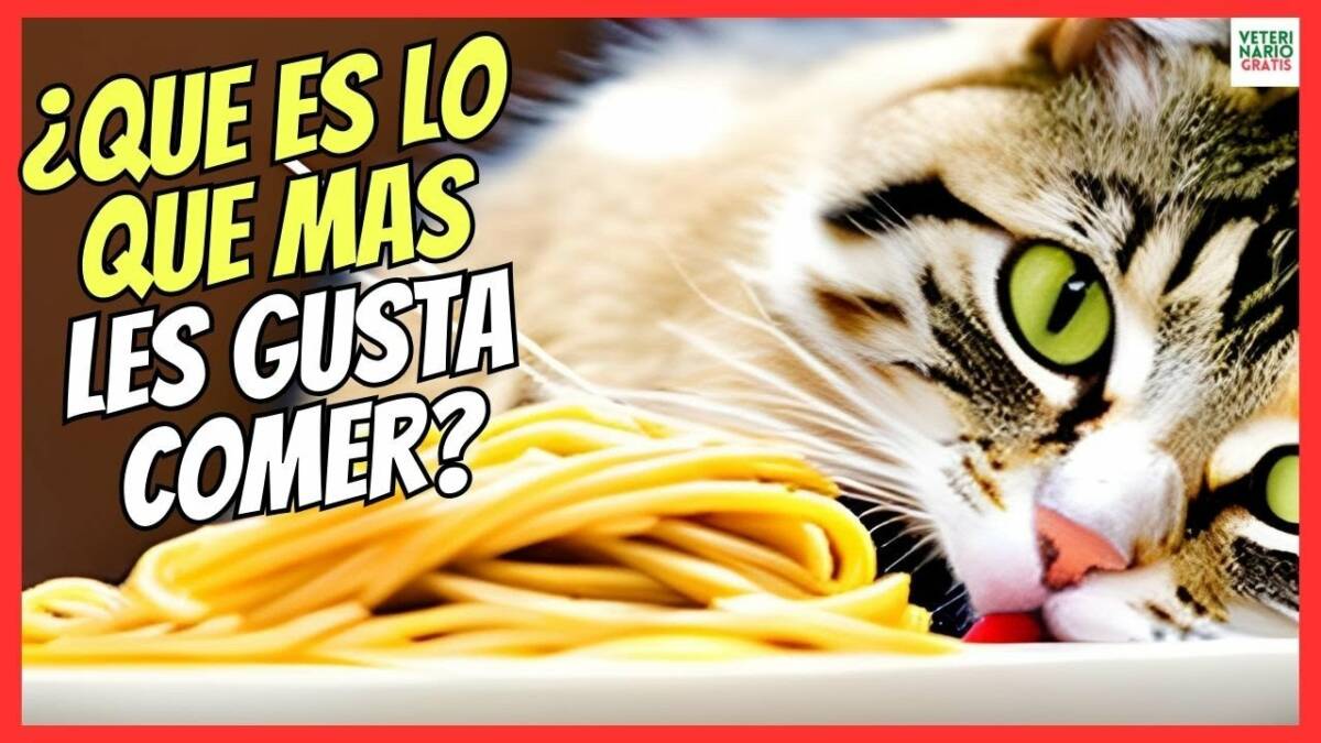 ¿QUE ES LO QUE MAS LES GUSTA COMER A LOS GATOS?