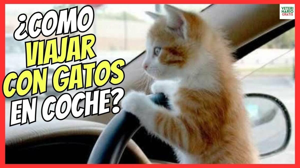 ¿CÓMO VIAJAR CON GATOS EN COCHE? CONSEJOS Y MEDICAMENTOS ACEPROMAZINA