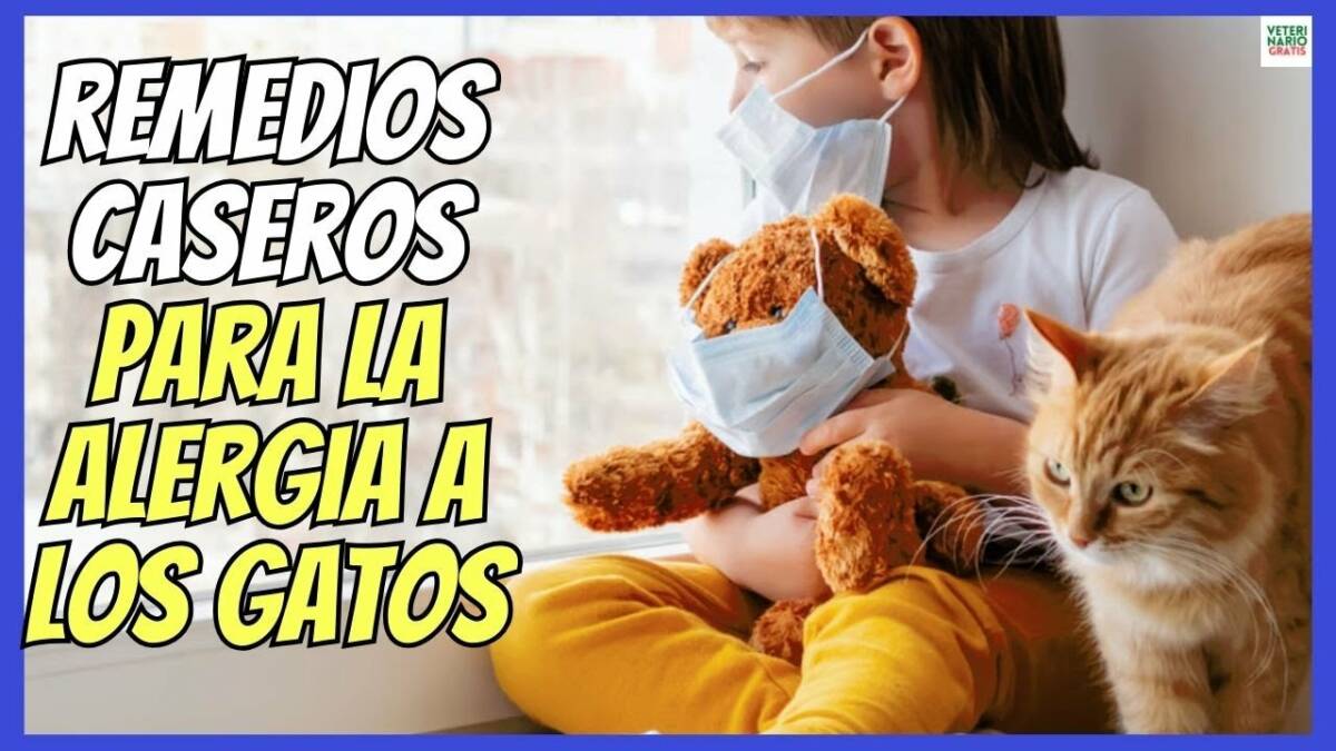 REMEDIOS CASEROS PARA LA ALERGIA A LOS GATOS