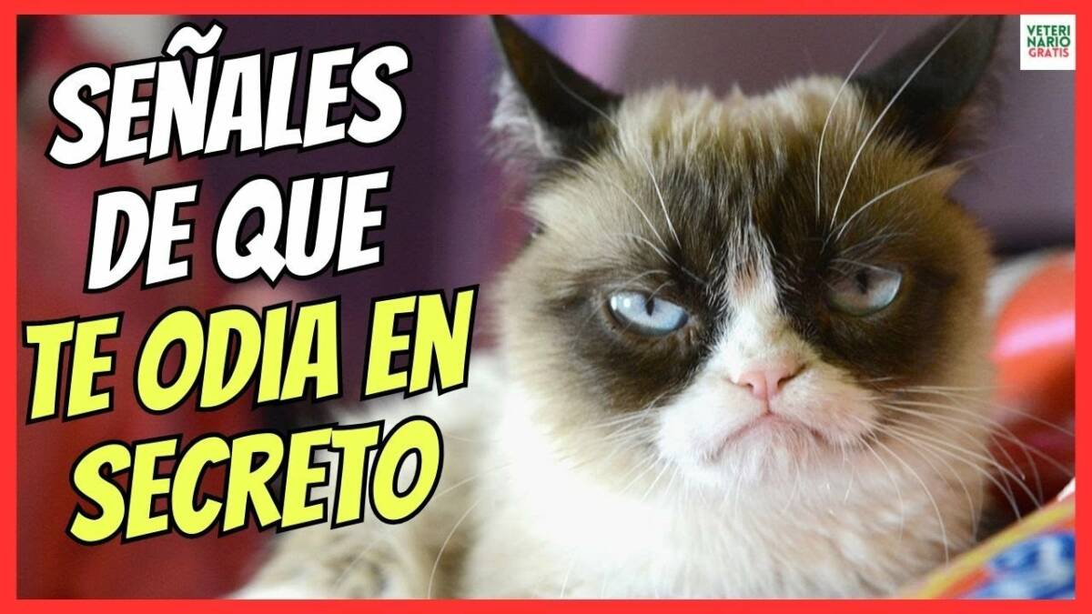 SEÑALES DE QUE TU GATO TE ODIA EN SECRETO