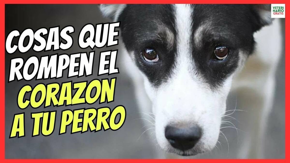 6 COSAS QUE ROMPEN EL CORAZÓN A UN PERRO