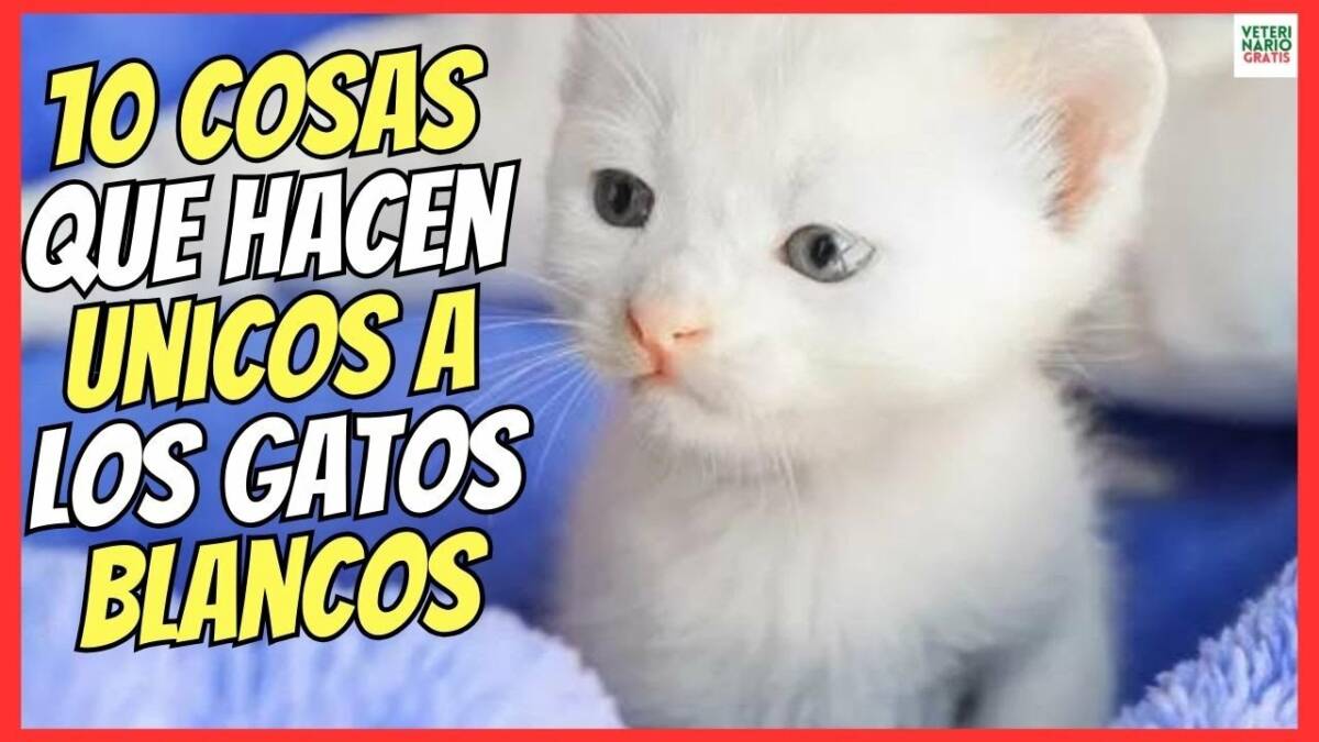 GATOS BLANCOS SIGNIFICADO DE 10 DE SUS CARACTERÍSTICAS QUE LOS HACEN ÚNICOS