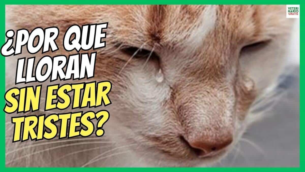 ¿PORQUE LLORAN LOS GATOS CON LÁGRIMAS SIN ESTAR TRISTES?