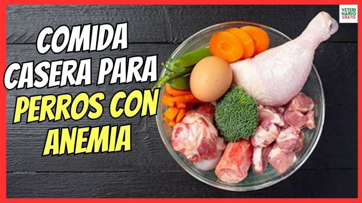 Comida casera para perros con anemia alimentos