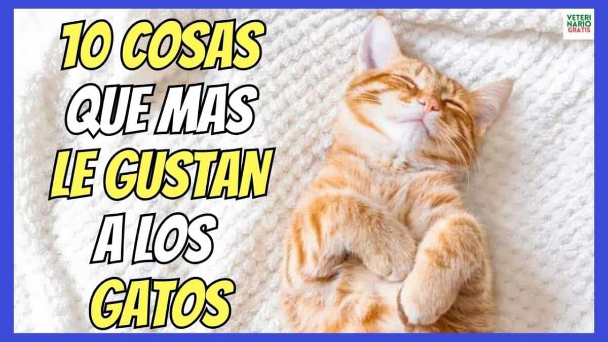 10 COSAS QUE MAS LE GUSTAN A LOS GATOS