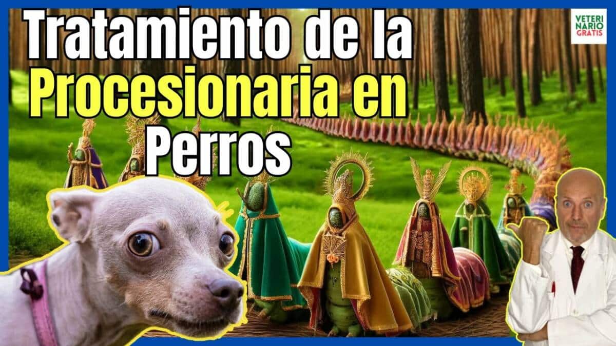 TRATAMIENTO DE LA ORUGA PROCESIONARIA EN PERROS CON URBASON