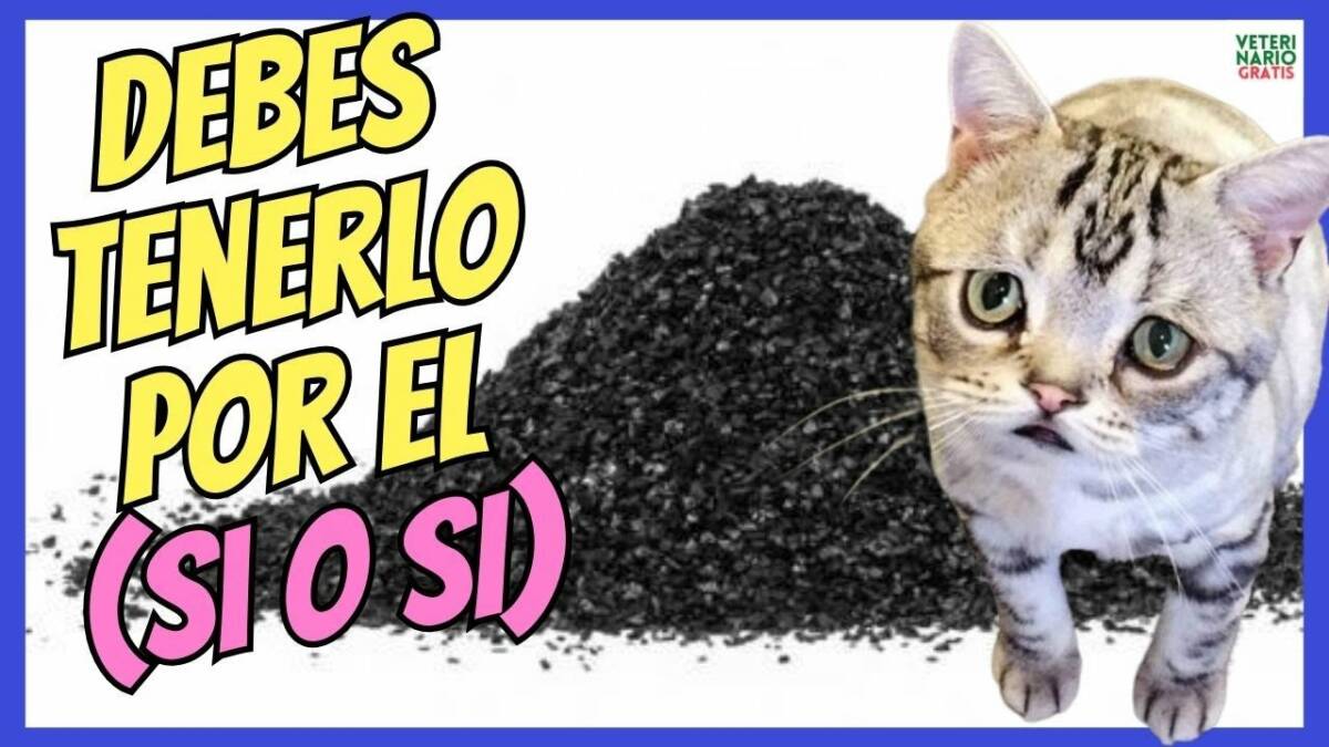 ¿COMO USAR EL CARBÓN ACTIVADO PARA GATOS ENVENENADOS?