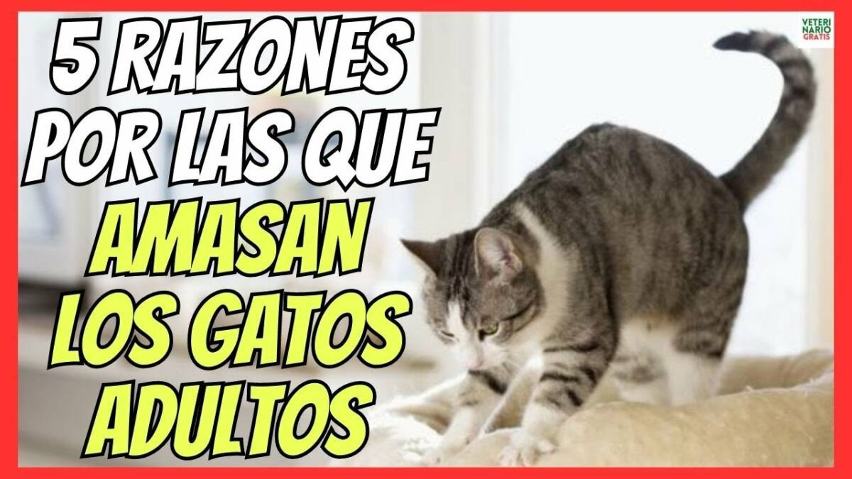 ¿PORQUE AMASAN LOS GATOS ADULTOS? 5 RAZONES