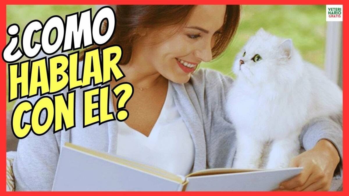 ¿CÓMO HABLAR CON UN GATO?