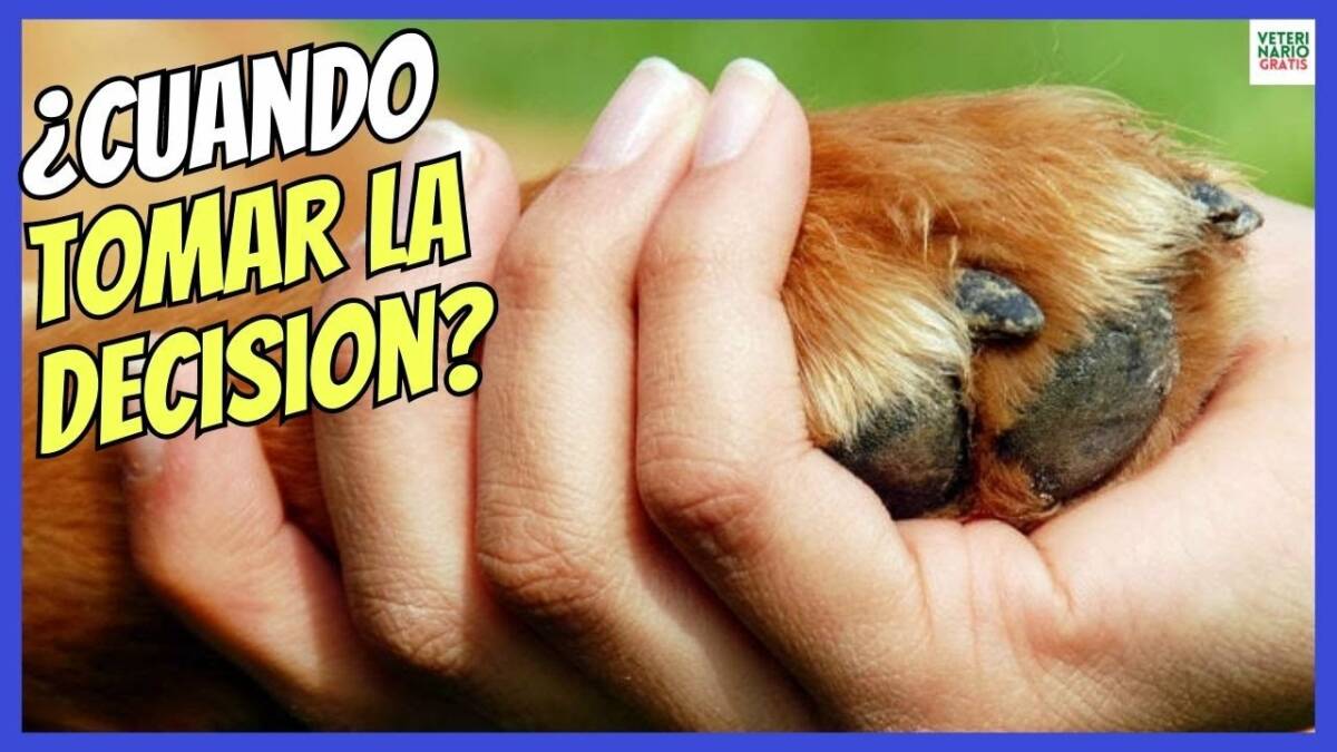 Cuándo sacrificar eutanasiar a un perro