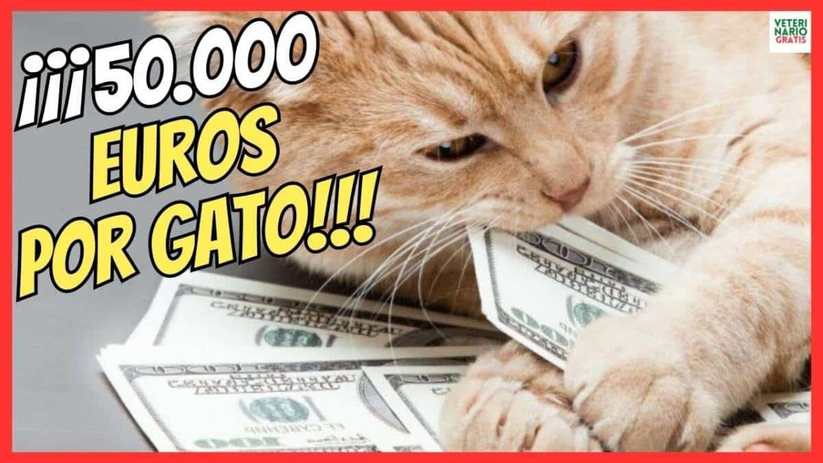 MULTAS DE 50.000 EUROS POR NO PONER EL MICROCHIP A TU GATO LEY DE BIENESTAR ANIMAL ESPAÑA 2023