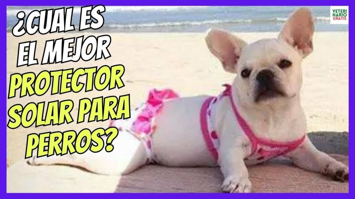 ¿CUAL ES EL MEJOR PROTECTOR SOLAR PARA PERROS?