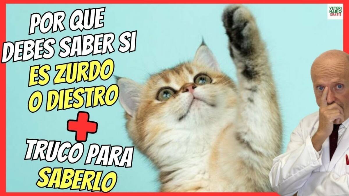 ¿COMO SABER SI UN GATO ES ZURDO O DIESTRO?