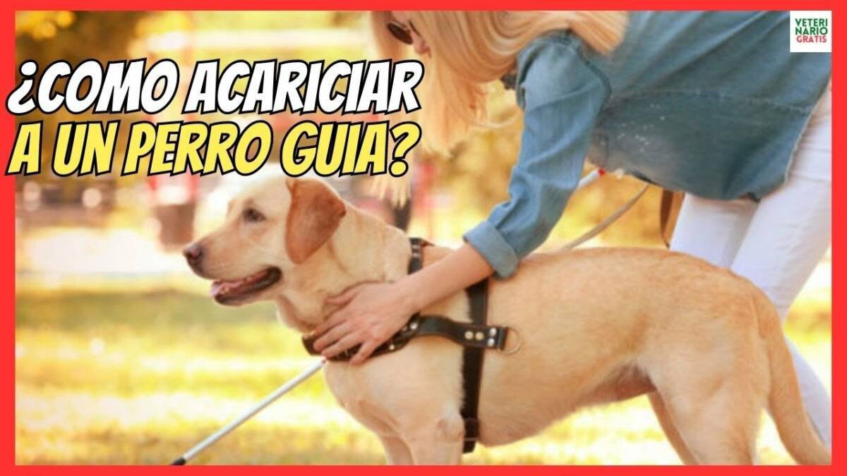 Cómo acariciar a un perro guia