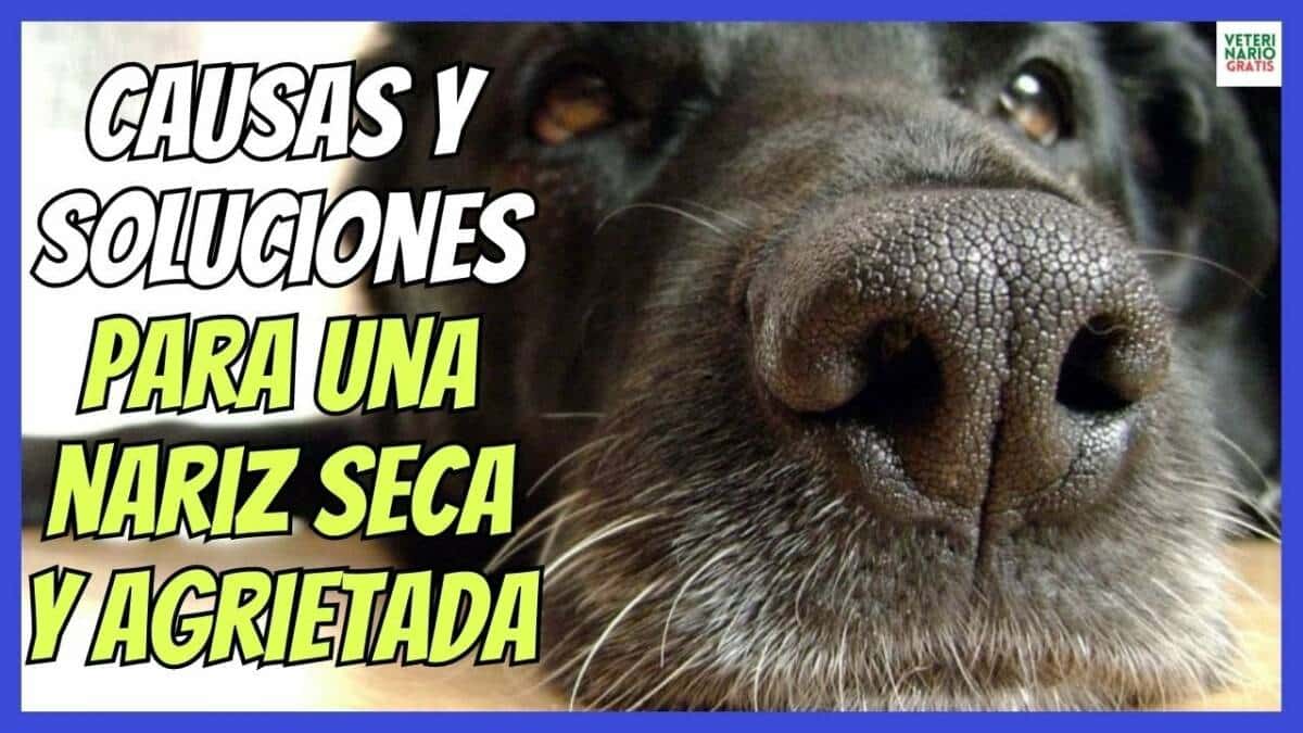 ¿POR QUÉ MI PERRO TIENE LA NARIZ SECA Y AGRIETADA? ¿QUÉ HACER?