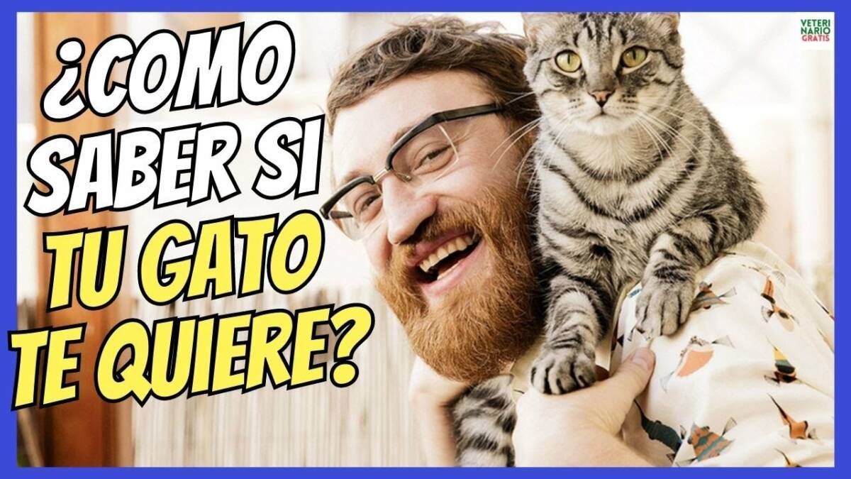 ¿COMO SABER SI MI GATO ME QUIERE?