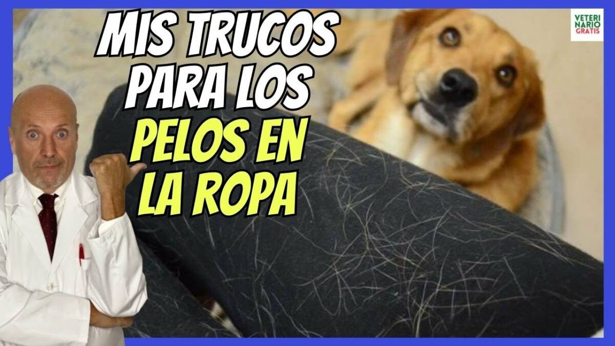 ¿Cómo quitar los pelos de perros y gatos de la ropa? Mi truco secreto