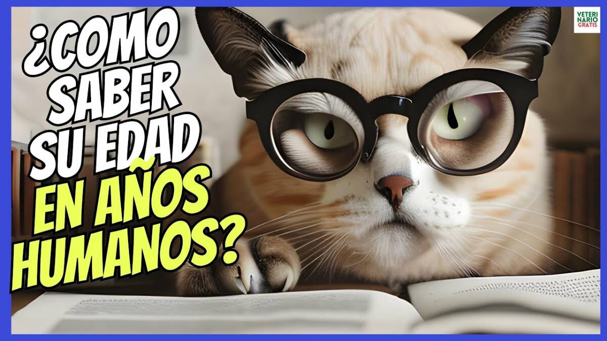 Cómo saber la edad de un gato en años humanos