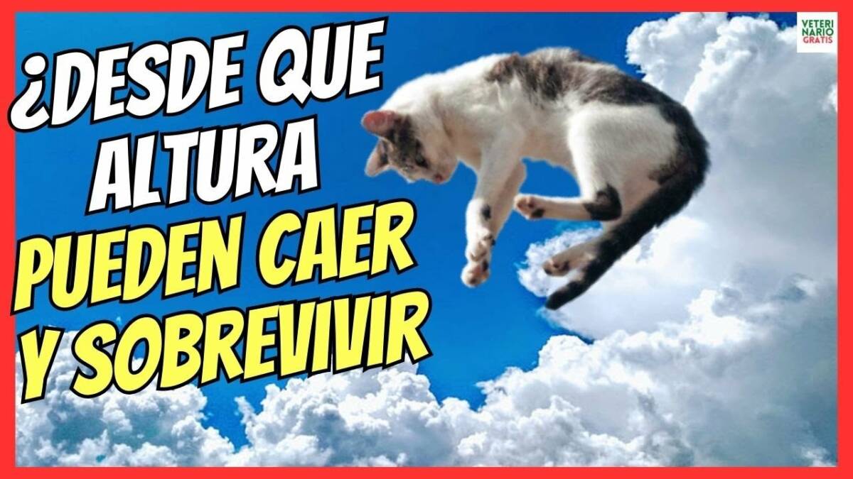 Desde qué altura puede caer un gato sin