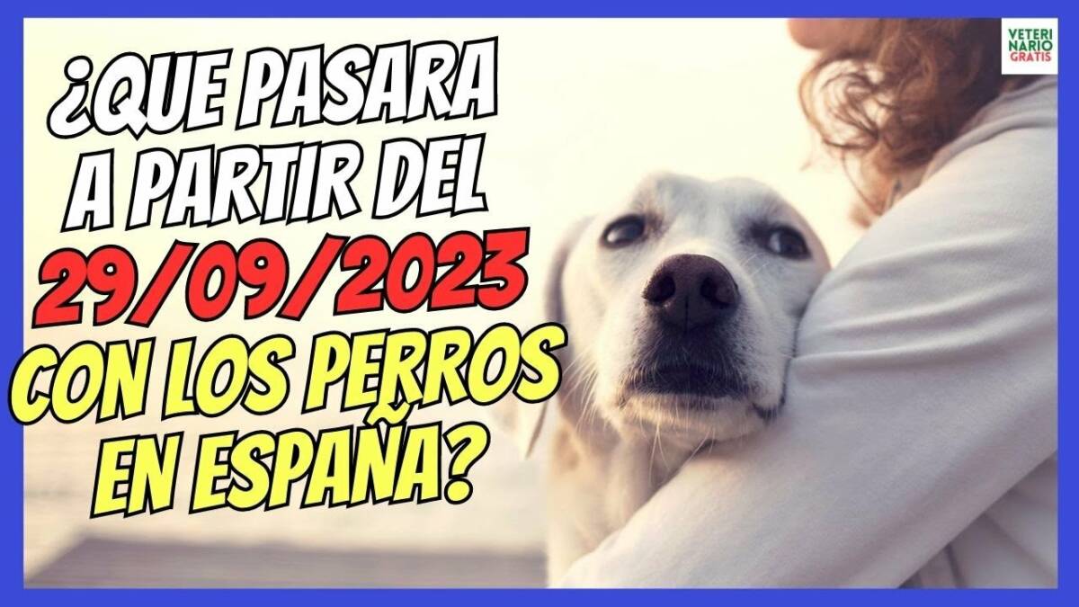 ATENCIÓN SEGURO OBLIGATORIO PARA PERROS EN ESPAÑA 2023