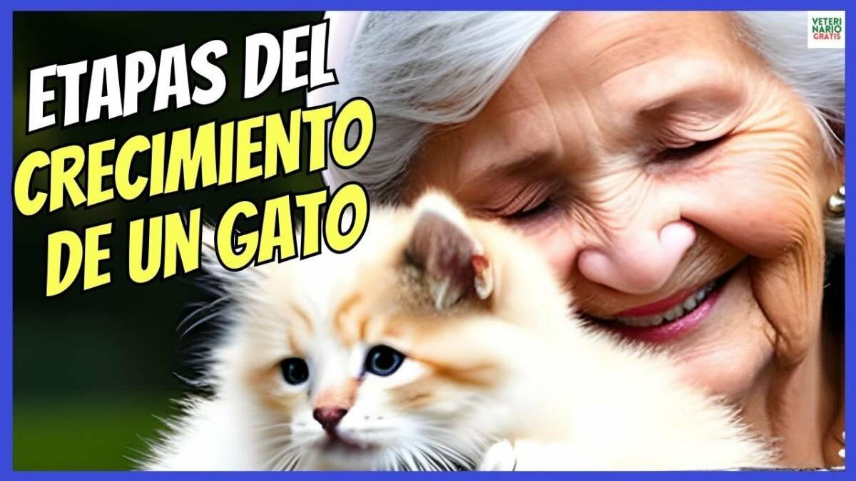 ETAPAS DEL CRECIMIENTO DE UN GATO ¿CUANTO VIVE UN GATO?